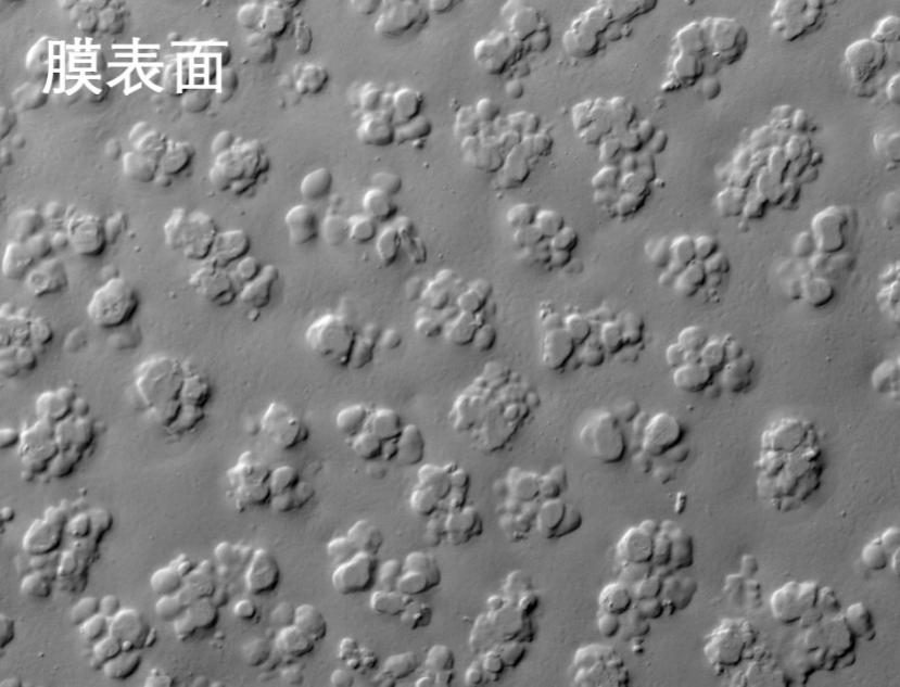v8哈希游戏烧结管式膜电镜照片 v8哈希游戏烧结管式膜电镜照片